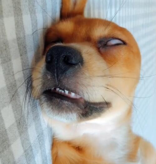 小狗睡觉翻白眼,小狗睡觉翻白眼正常吗,什么动物伸舌头睁眼睡觉？