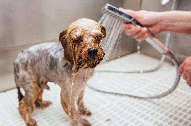 小狗 洗澡,小狗洗澡要注意哪些事项,给狗怎么洗澡？