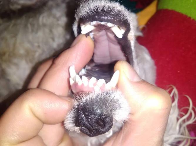 两个月小狗,两个月小狗怎么喂养,2个月的小狗牙什么样？