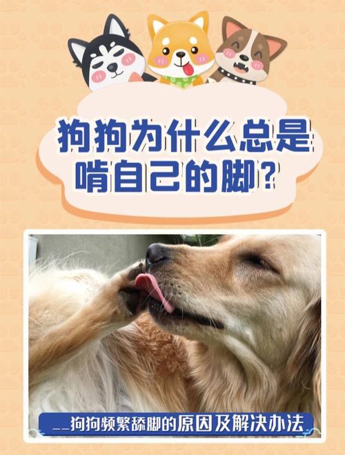狗为什么老是舔爪子,狗为什么老是舔爪子呢,你知道狗狗为什么总是舔咬自己的爪子吗？