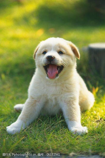 小狗图片大全可爱,小狗图片大全可爱图片,形容小狗可爱的词语？