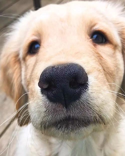 狗的鼻子有什么特点,狗的鼻子有什么特点和功能,狗的鼻子为什么很灵？