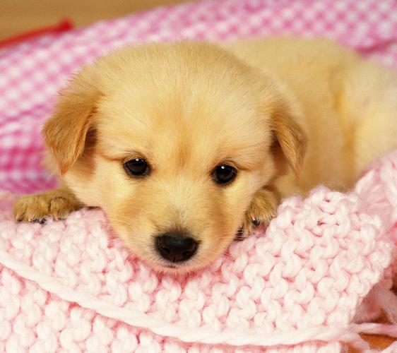可爱小狗图片,可爱小狗图片大全超萌,描写狗狗可爱的有哪些词语？