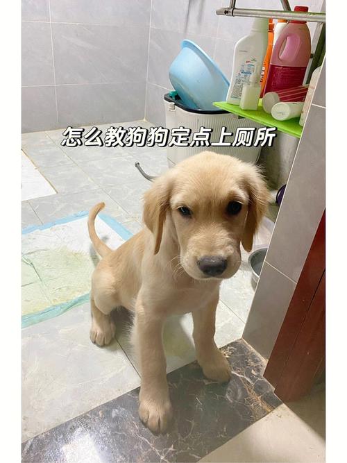 小狗上厕所,如何训练小狗去卫生间大小便,如何教狗狗上厕所？