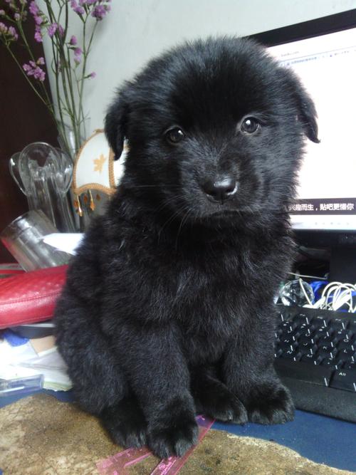 黑色的小狗,黑色的小狗叫什么名字合适?,黑色的小狗