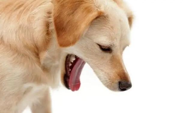 小狗吐痰是什么情况,小狗吐痰是什么情况引起的,狗狗有时发出类似人吐痰前的吸鼻涕声，是怎么回事呢？尤其是早晚？