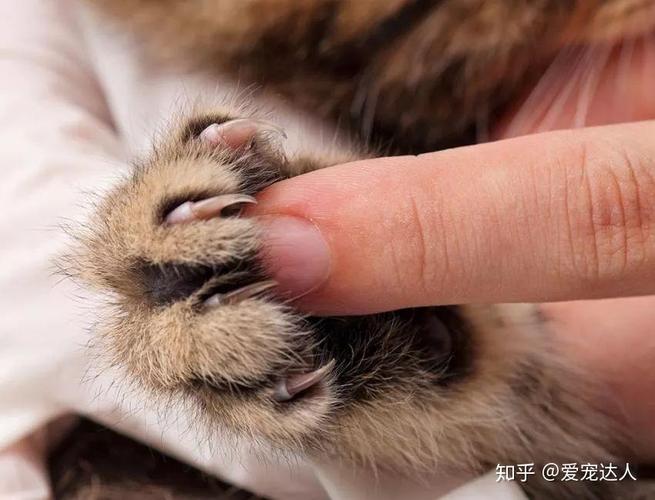 猫为什么喜欢磨爪子,猫为什么喜欢磨爪子的原因,猫为什么会搓脚？