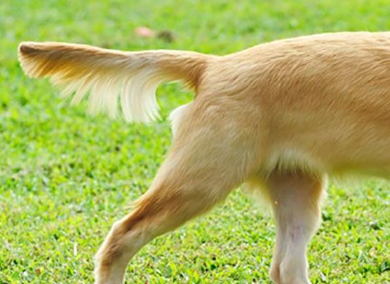 狗狗尾巴上翘代表什么,狗狗尾巴上翘代表什么意思,狗狗尾巴弯的向上翘是什么意思？
