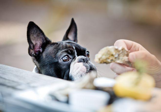 小狗的食物,小狗的食物能不能加盐,狗的主要食物是什么？