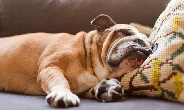 狗睡觉打呼什么原因,,狗狗晚上睡觉老是打呼噜怎么办？