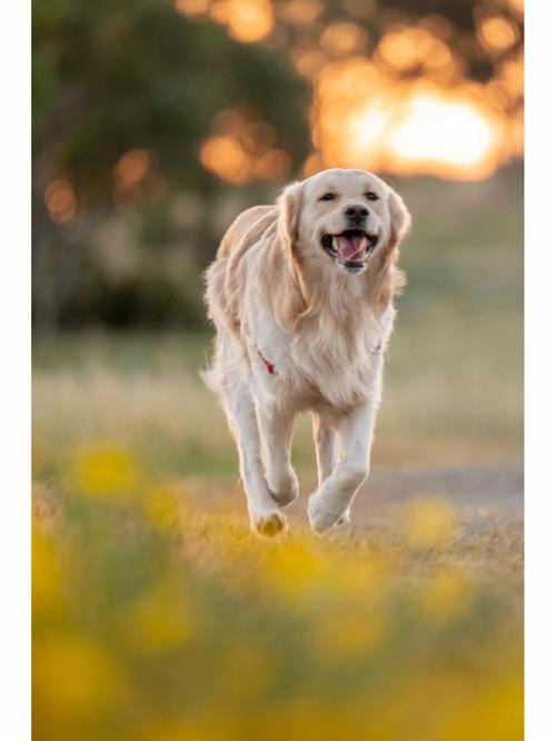 开心的小狗,开心的小狗图片,狗狗听起来会愉快的歌？