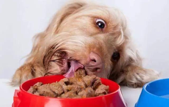 小狗吃多了,小狗吃多了肚子胀怎么办,狗狗喂药喂多了怎么办？