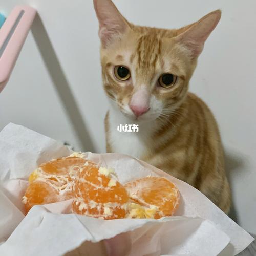 橘猫不能吃什么,橘猫不能吃什么食物,小橘猫可以吃火腿肠吗？