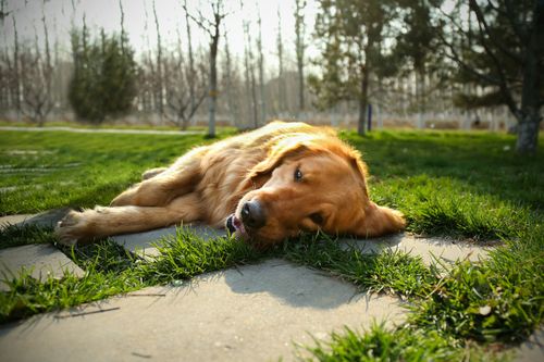 小狗晒太阳,小狗晒太阳有什么好处,狗狗为什么喜欢晒太阳？