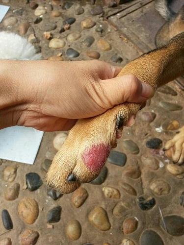 狗脚肿了是什么症状,,突然发现狗狗的脚红肿了，怎么办？