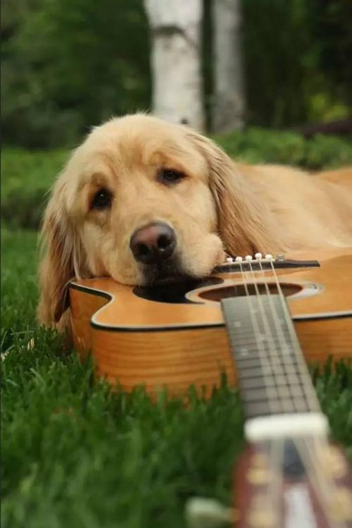 小狗的歌曲,小狗的歌曲欢快的,金毛喜欢的音乐？