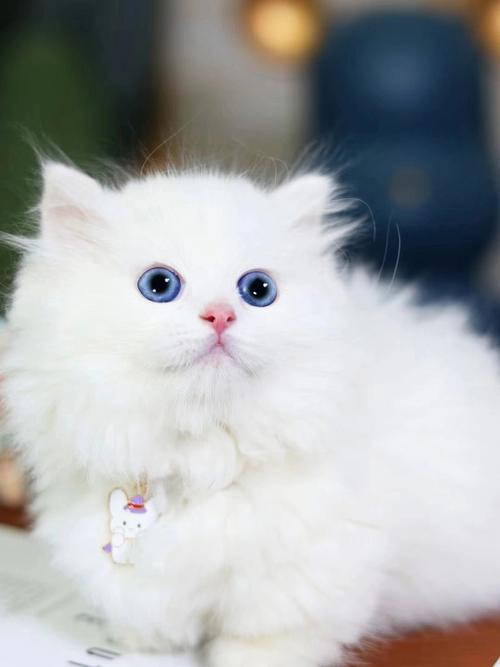 纯白蓝眼睛猫什么品种,纯白蓝眼睛猫什么品种长毛,白色蓝眼睛的猫是什么品种？