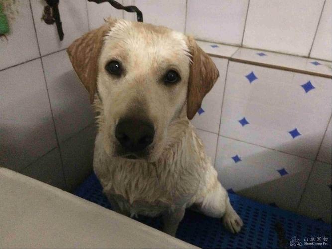 小狗能洗澡吗,小狗能洗澡吗土狗,狗能经常洗澡吗？