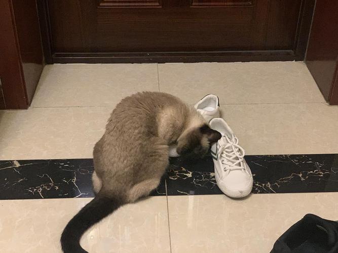 猫为什么喜欢闻鞋子,猫为什么喜欢闻鞋子的味道,为什么猫咪爱舔鞋里？