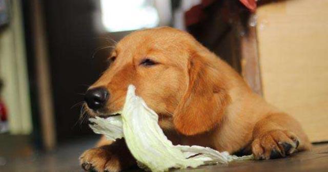 吃狗肚子有什么功效,吃狗肚子有什么功效 生育,小狗吃大白菜有什么好处？