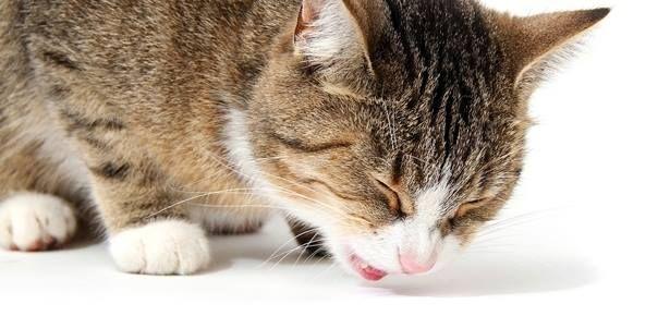 家猫呕吐是什么原因,家猫呕吐是什么原因引起,猫猫吐食是什么原因？