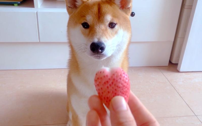 狗狗吃草莓有什么好处,狗狗吃草莓有什么好处和坏处,柴犬能吃蓝莓吗？