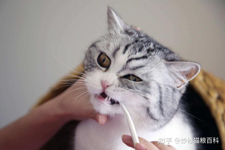 小猫磨牙期什么时候,小猫磨牙期什么时候结束,猫咪多大磨牙？