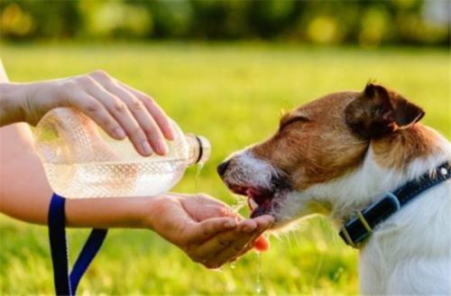 小狗不喝水,小狗不喝水是什么原因,小狗不排尿怎么回事？