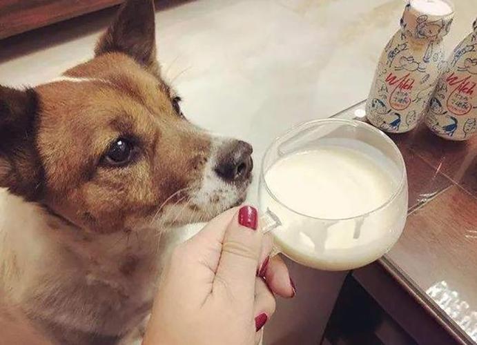 小狗喝酸奶,小狗喝酸奶可以吗,狗狗能喝酸奶吗？