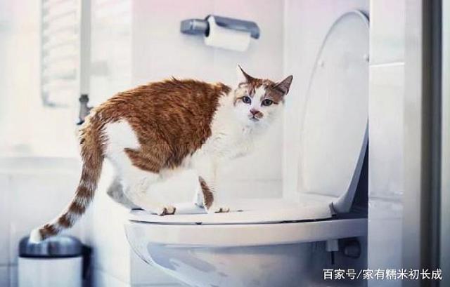 猫为什么喜欢喝厕所水,,为什么猫咪更喜欢水龙头和马桶水？