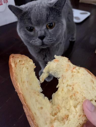 猫为什么喜欢吃面包,猫为什么喜欢吃面包蛋糕,请问猫喜欢吃面包吗？