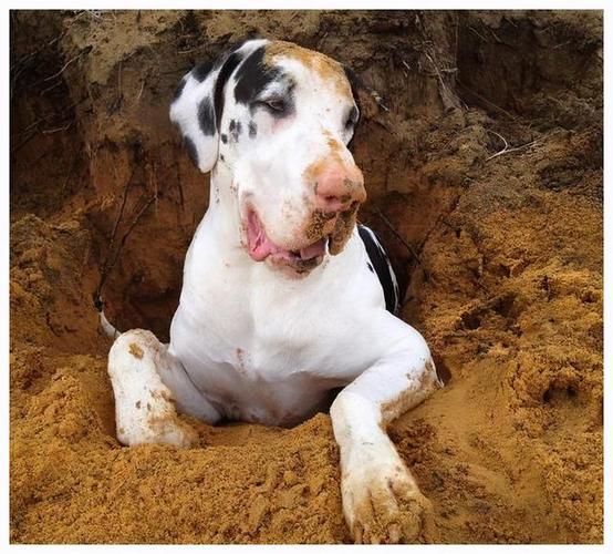 狗狗刨土是什么意思,狗狗刨土是什么意思 哺乳期,拉布拉多刨地什么意思？