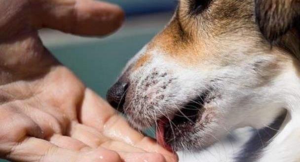 小狗舔伤口,小狗舔伤口会传染狂犬病吗,怎样阻止狗舔伤口？