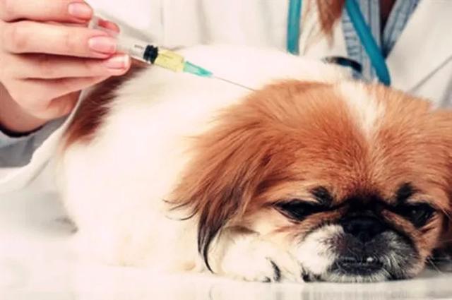 小狗打几针,小狗打几针疫苗,狗狗要打几次疫苗？