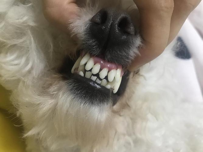 为什么狗的牙齿那么白,为什么狗的牙齿那么白呢,为什么狗狗的牙会发黄？