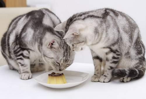 猫没有猫粮可以吃什么,猫没有猫粮可以吃什么主食,猫不吃猫粮吃什么能代替主食？
