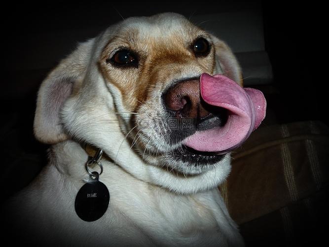 狗用舌头舔你代表什么,狗用舌头舔你代表什么意思啊,公狗为什么舔小狗？