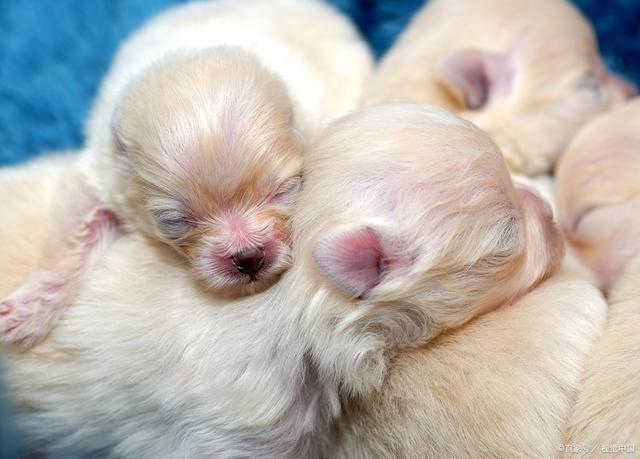 刚出生的小狗狗,刚出生的小狗狗几天睁眼睛,刚出生的小狗怎么养？