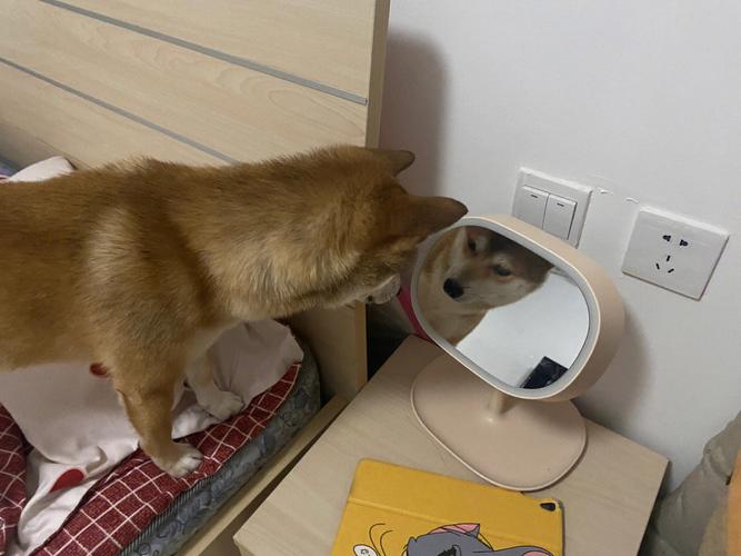 小狗照镜子,小狗照镜子知道里面是他吗,给狗狗看镜子会知道是自己吗？