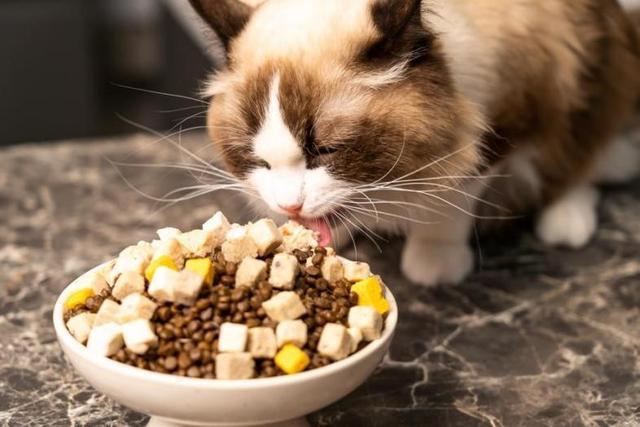 猫为什么突然不吃猫粮,猫为什么突然不吃猫粮了?,求助，我家猫突然开始不吃猫粮怎么办？