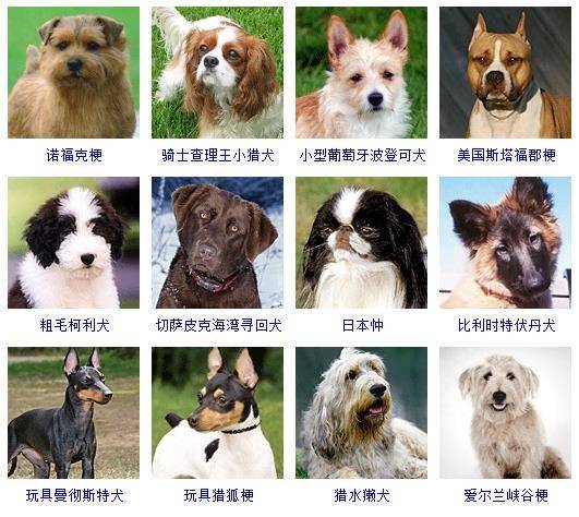 小狗的种类,小狗的种类有哪些,狗狗名字大全，吉祥好听的狗狗名字？