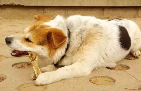 小狗吃鸡骨头,小狗吃鸡骨头的后果,小狗不能吃鸡骨头？