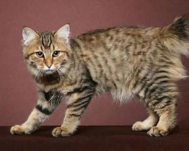 尾巴短的猫是什么品种,短尾猫为什么不能养,为什么猫的尾巴又长又短？