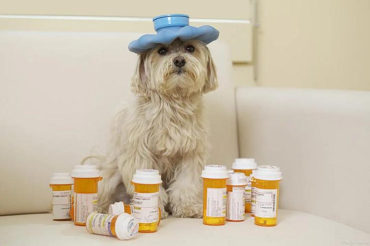 狗感冒用什么药最有效,狗感冒用什么药最有效果,狗狗嗓子发炎，应该吃乙酰螺旋霉素还是阿莫西林?请有经验的朋友来帮帮忙？