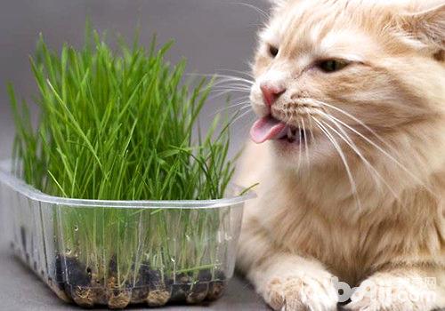 猫吃猫草有什么好处,猫吃猫草有什么好处和坏处,猫吃麦苗好嘛？