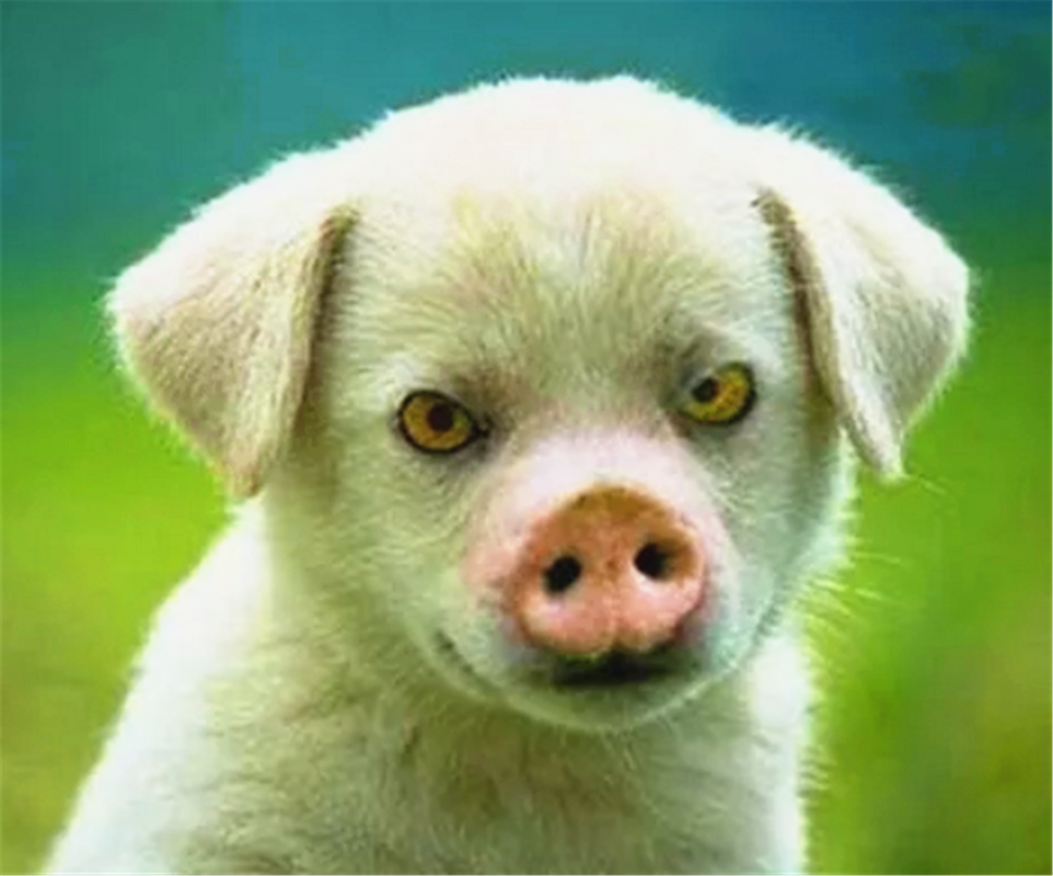 猪鼻子的狗是什么品种,猪鼻子狗是什么品种图片,猪鼻子和狗鼻子哪个更灵?科学实验已证明，猪鼻子更灵？