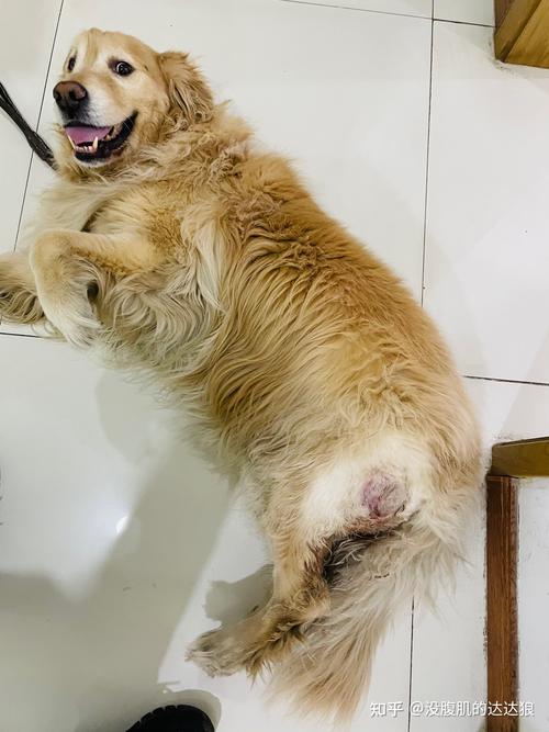 狗狗为什么会得淋巴瘤,狗狗为什么会得淋巴瘤呢,请问如果金毛3个月生了脂肪瘤怎么办？
