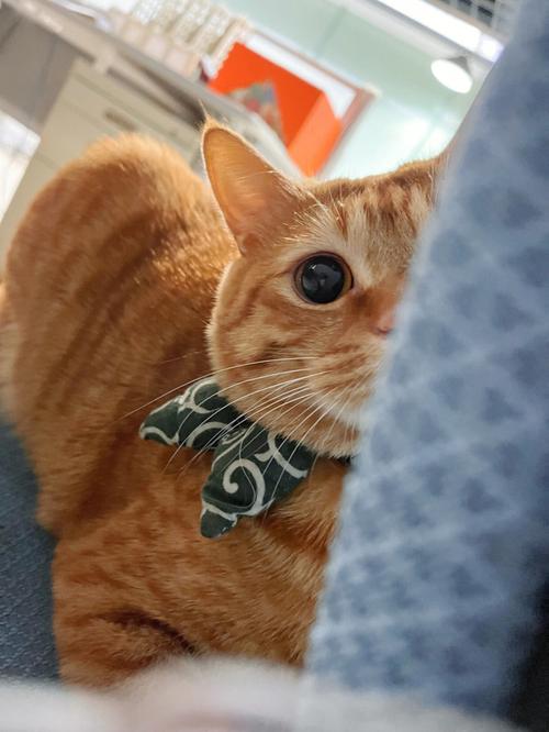 橘猫是什么品种的猫,橘猫是什么品种的猫?,橘猫是什么意思？