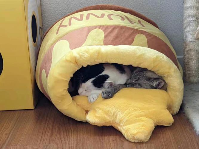 小猫喜欢什么样的窝,小猫喜欢什么样的窝睡觉?,猫喜欢大空间还是小空间？