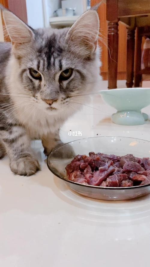 猫能吃什么人类食物,猫能吃什么人类零食,猫吃人吃的熟肉吗？